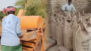 হয়রানির কারণে সরকারি গুদামে ধান দিতে আগ্রহ নেই কৃষকের